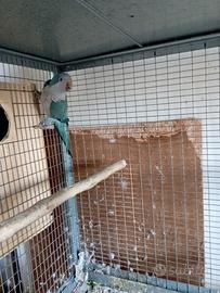 Parrocchetto monaco maschio