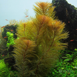 Myriophyllum roraima