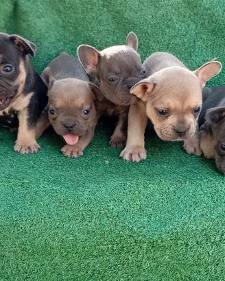 Cuccioli di bulldog francese