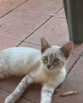Gattini