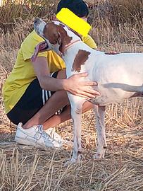 Pointer