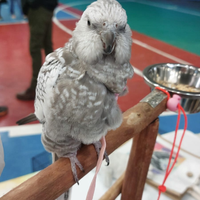 Calopsite #femmina #sessata #allevata a mano