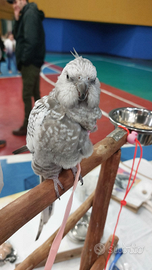 Calopsite #femmina #sessata #allevata a mano