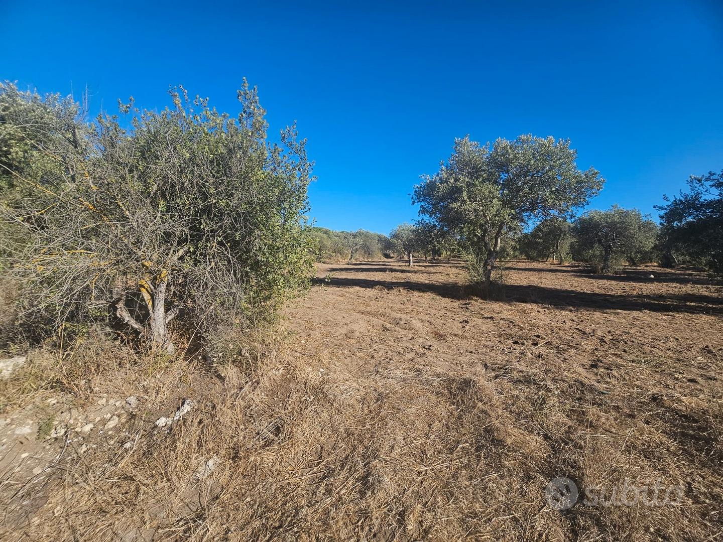 Terreno agricolo con uliveto a 5 minuti da Sorso - Vista 2