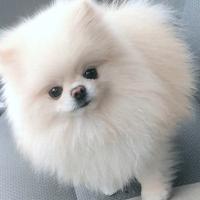 Spitz tedesco nano (Pomerania 100%)