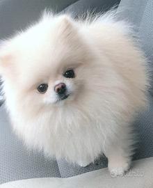 Spitz tedesco nano (Pomerania 100%)