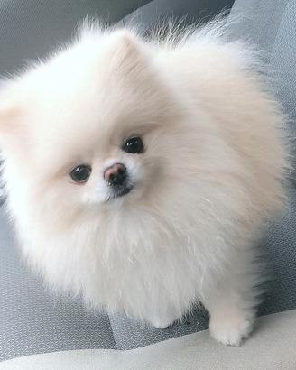Spitz tedesco nano (Pomerania 100%)