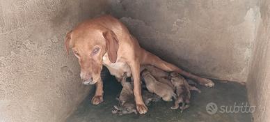 Cuccioli di segugio maremmano da cinghiale