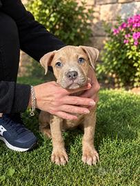 Ultimo cucciolo American Pittbull Terrier