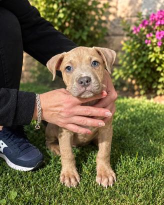 Ultimo cucciolo American Pittbull Terrier
