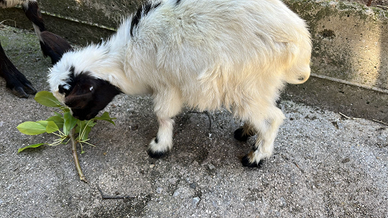 Capretta tibetana nana maschio