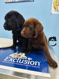 Labrador