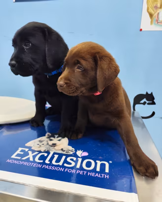 Labrador