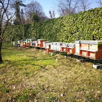 Famiglie di api e nuclei pronti per il raccolto