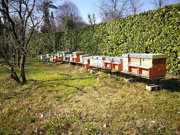 Famiglie di api e nuclei pronti per il raccolto