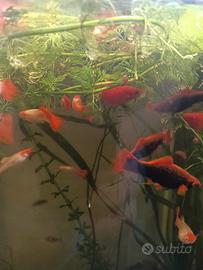 Platy marble....e Guppy koy....