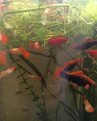 Platy marble....e Guppy koy....