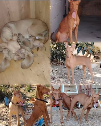 Cuccioli cirnechi dell Etna