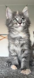 Cuccioli maine coon con pedigree