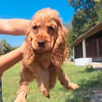 Cocker Spaniel femminuccia