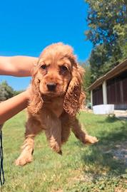 Cocker Spaniel femminuccia