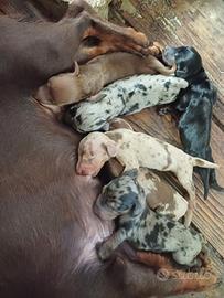 Cuccioli di bassotto