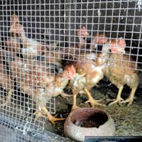 Cascina in canavese polli, anatra muta, galli vari