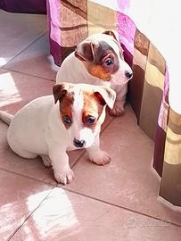 Cuccioli Jack Russel Terrier