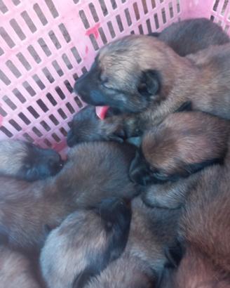 Cuccioli di pastore belga