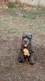 Cuccioli di Mastino Napoletano