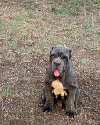 Cuccioli di Mastino Napoletano
