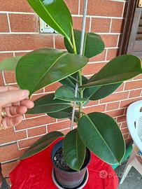 vaso Ficus Elastica 