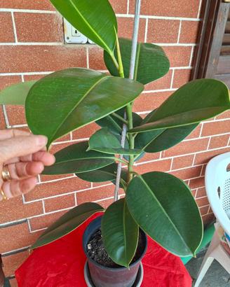 vaso Ficus Elastica 