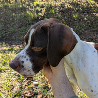 Bracco Pointer femmina da tartufi