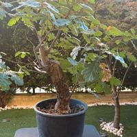 Bonsai quercia
