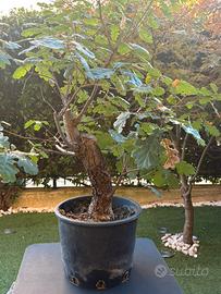 Bonsai quercia