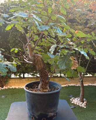 Bonsai quercia