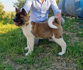 Akita americano cucciolo