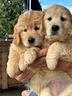 cuccioli-di-golden-retriever