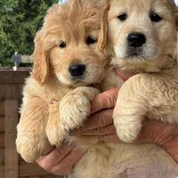 Cuccioli di Golden Retriever