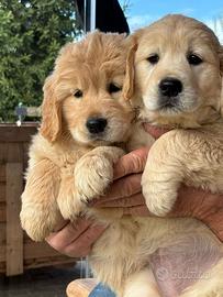 Cuccioli di Golden Retriever
