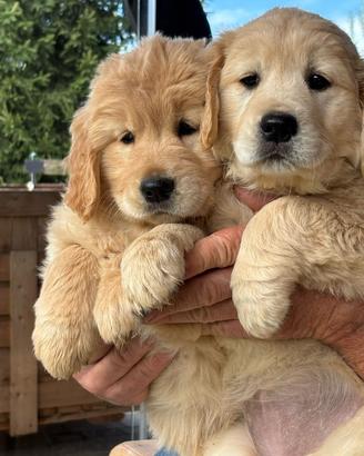 Cuccioli di Golden Retriever
