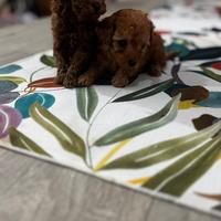 Barboncini toy e mini