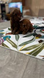 Barboncini toy e mini