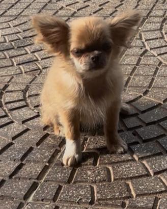 Chihuahua