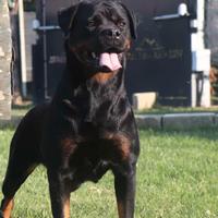 Cagna adulta rottweiler