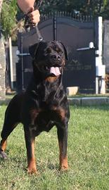 Cagna adulta rottweiler
