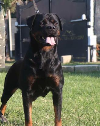 Cagna adulta rottweiler