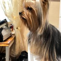 Yorkshire Terrier maschio toy per monta