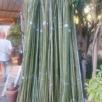 canne di bambu